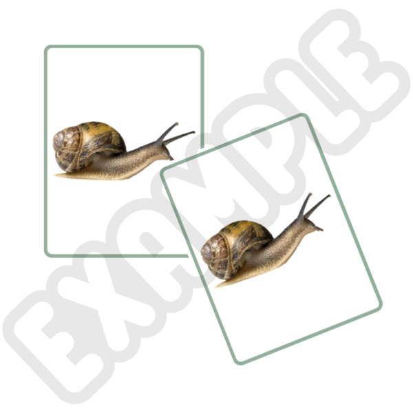 insect card snail example one