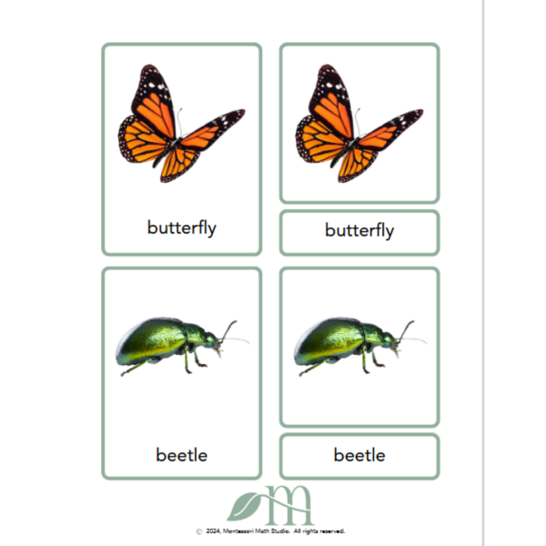 Garden insect three-part cards example2